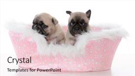  Presentation with dog - Amazing presentation having french-bulldog-litter-mates backdrop and a lemonade colored foreground