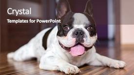  Presentation with tired - Presentation design enhanced with french bulldog lying down tired background and a tawny brown colored foreground