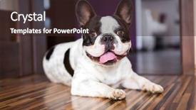  Presentation with torn down buildings - Amazing slide set having french bulldog lying down tired backdrop and a wine colored foreground