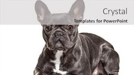  Presentation with isolated paw prints over white - Slide deck consisting of french-bulldog-lying-isolated background and a light gray colored foreground