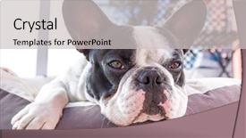  Presentation with bed - Amazing presentation having french bulldog lying on bed backdrop and a light gray colored foreground