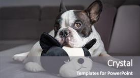  Presentation with dog - Amazing slide deck having french bulldog lying with his backdrop and a gray colored foreground