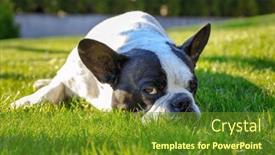  Presentation with lawn and garden - PPT layouts enhanced with french-bulldog-lying background and a tawny brown colored foreground