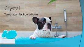  Presentation with tub - Presentation design featuring french-bulldog-on-a-towel background and a light gray colored foreground