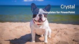  Presentation with sea and beach - Cool new slide set with french bulldog on the beach backdrop and a teal colored foreground
