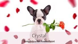  Presentation with valentines day - Colorful PPT theme enhanced with french-bulldog-poppy-with-red backdrop and a lemonade colored foreground