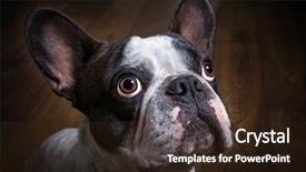  Presentation with dark room for interrogation - PPT theme consisting of french bulldog portrait in dark background and a wine colored foreground