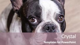  Presentation with french revolution - Presentation theme enhanced with french bulldog portrait background and a gray colored foreground