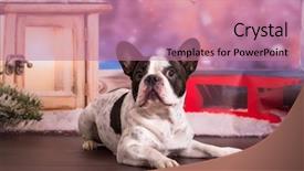  Presentation with scenery - Theme consisting of french bulldog posing in christmas background and a coral colored foreground