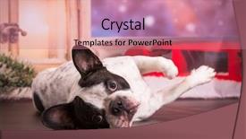  Presentation with christmas scene lantern - Beautiful PPT theme featuring french bulldog posing in christmas backdrop and a  colored foreground