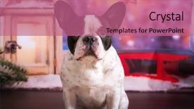  Presentation with christmas scene lantern - Slides with french bulldog posing in christmas background and a coral colored foreground