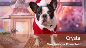  Presentation with costume - Colorful PPT theme enhanced with french bulldog posing in santa backdrop and a red colored foreground
