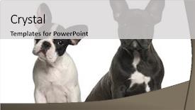  Presentation with old - PPT theme consisting of french bulldog puppies 4 months background and a light gray colored foreground