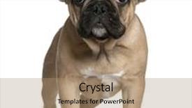  Presentation with old photographs black and white - Slides enhanced with french bulldog puppy 4 months old standing in front of white background background and a coral colored foreground