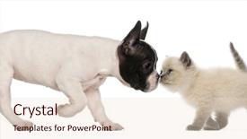  Presentation with eighteenth century british history or jane austen - Colorful theme enhanced with french bulldog puppy and british backdrop and a lemonade colored foreground