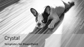  Presentation with puppy - Slides consisting of french bulldog puppy at home background and a light gray colored foreground