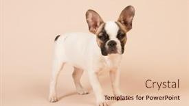  Presentation with pastel color - Colorful slide set enhanced with french-bulldog-puppy-in-studio backdrop and a  colored foreground