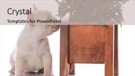  Presentation with white christmas - Slides featuring french bulldog puppy laying beside background and a  colored foreground