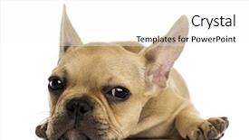  Presentation with double down - Presentation theme featuring french bulldog puppy lying down background and a white colored foreground