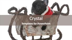  Presentation with santa sleigh - Audience pleasing PPT theme consisting of french bulldog puppy in santa' backdrop and a gray colored foreground