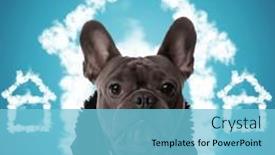  Presentation with black family - Presentation consisting of french-bulldog-puppy-wearing-black background and a light blue colored foreground