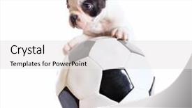  Presentation with free disco ball - PPT layouts featuring crocodile in green water lake close up background and a tawny brown colored foreground