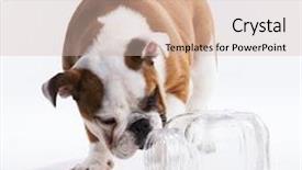  Presentation with cookie - PPT theme having french bulldog reaching a cookie background and a soft green colored foreground