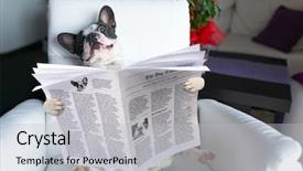  Presentation with newspaper - Slide set featuring french bulldog reading newspaper background and a light gray colored foreground