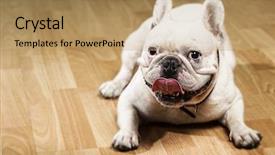  Presentation with indoor smart farming - Theme having french bulldog showing the tongue background and a coral colored foreground