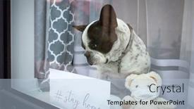  Presentation with coronavirus - Beautiful theme featuring french-bulldog-sit backdrop and a light blue colored foreground