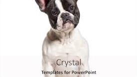  Presentation with white pigeon against the blue - Slide set consisting of french bulldog sitting against white background and a white colored foreground