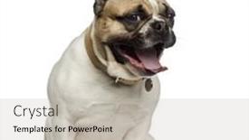  Presentation with french philosophers - Amazing presentation design having french-bulldog-sitting-and-yawning backdrop and a soft green colored foreground