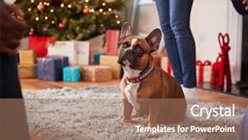  Presentation with free and rug design - Cool new PPT theme with french bulldog sitting on rug backdrop and a coral colored foreground