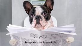  Presentation with toilet - Cool new slide set with french-bulldog-sitting backdrop and a light gray colored foreground