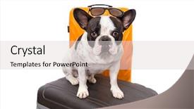  Presentation with luggage - PPT theme having french bulldog sitting on the luggage ready for travel background and a light gray colored foreground