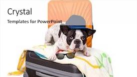  Presentation with luggage - PPT layouts with french bulldog sitting on the luggage ready for travel background and a white colored foreground