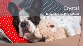  Presentation with teddy bear - Cool new presentation theme with french-bulldog-sleeping backdrop and a gray colored foreground