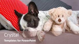  Presentation with coach - Beautiful presentation theme featuring french-bulldog-sleeping backdrop and a coral colored foreground