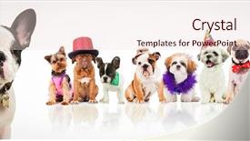  Presentation with cats and dogs - Presentation theme enhanced with french bulldog standing in front background and a lemonade colored foreground