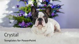  Presentation with animated christmas tree - Amazing PPT theme having french bulldog under the christmas backdrop and a  colored foreground