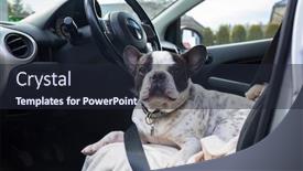  Presentation with waiting - Slide deck having french-bulldog-waiting-inside background and a wine colored foreground