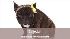  Presentation with animal print - PPT theme consisting of french bulldog wearing animal print background and a  colored foreground