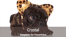  Presentation with animal print - Slide deck consisting of french bulldog wearing animal print background and a tawny brown colored foreground