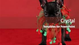  Presentation with christmas red - Slides with french bulldog wearing christmas scarf background and a tawny brown colored foreground