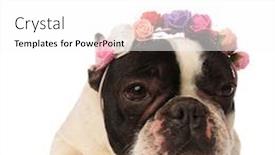  Presentation with crown - Theme having french bulldog wearing colorful flowers crown looks to side while lying on a white background background and a white colored foreground