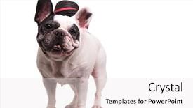  Presentation with hat - Beautiful slides featuring french bulldog wearing hat standing backdrop and a white colored foreground