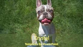  Presentation with blue eyes technology eye scan - Colorful slides enhanced with french bulldog with blue eye backdrop and a tawny brown colored foreground