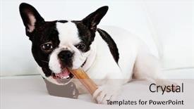  Presentation with bone - Audience pleasing presentation theme consisting of french bulldog with bone backdrop and a mint green colored foreground