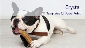  Presentation with bone - Theme enhanced with french bulldog with bone background and a sky blue colored foreground