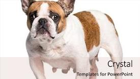  Presentation with breast cancer free - Slide set with french bulldog with breast cancer background and a lemonade colored foreground